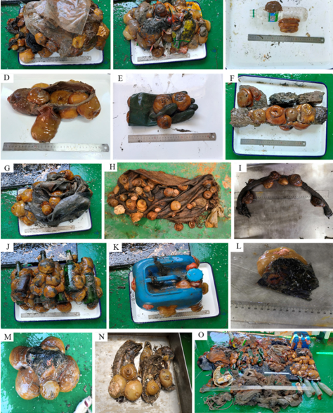 须毛高龄细指海葵(Metridium senile fimbriatum) 在不同类型海底垃圾上附着.png