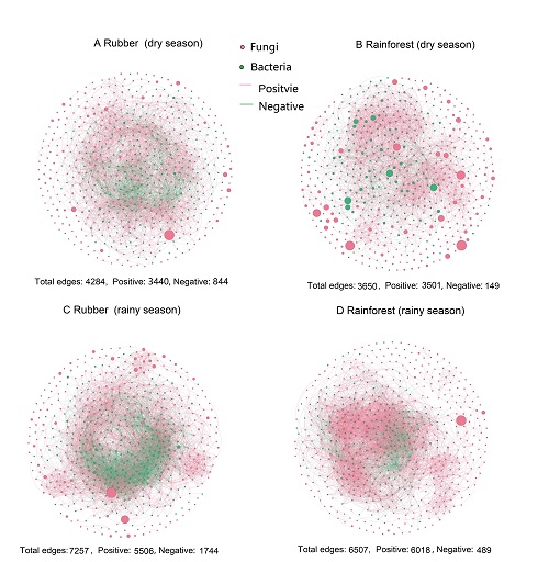 橡胶林和热带雨林土壤微生物群落网络结构.jpg